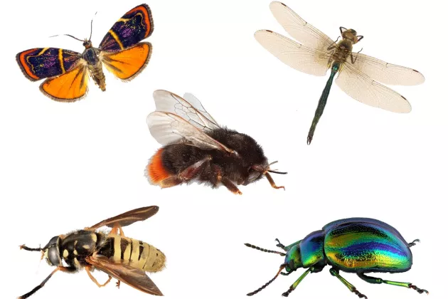 Five insects against a white background. Photo collage.