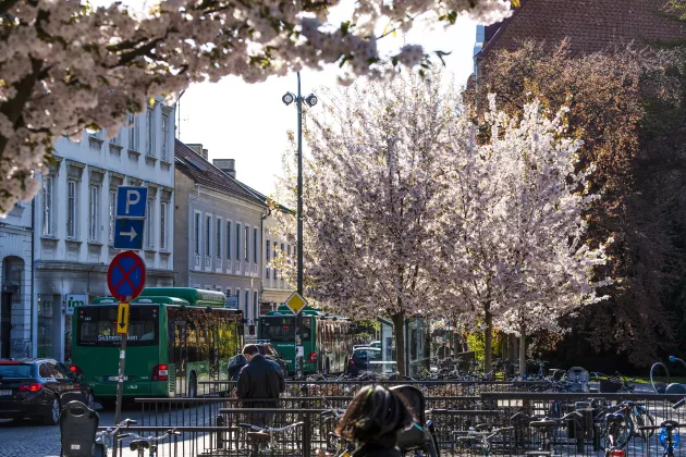 Stadsbild av gata i Lund med blommande körsbärsträd, trafik och människor. Foto.