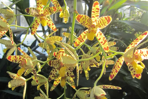 gul Orkidé i närbild med många blommor