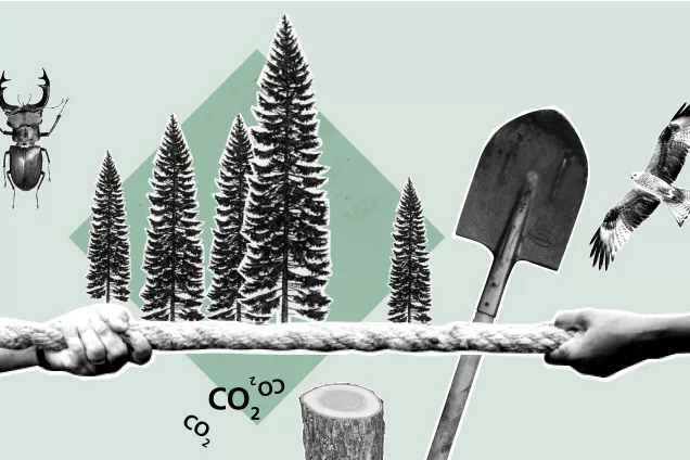 En skalbagge, en spade, träd och två händer som drar i ett rep från varsin ände. Illustration: Catrin Jakobsson