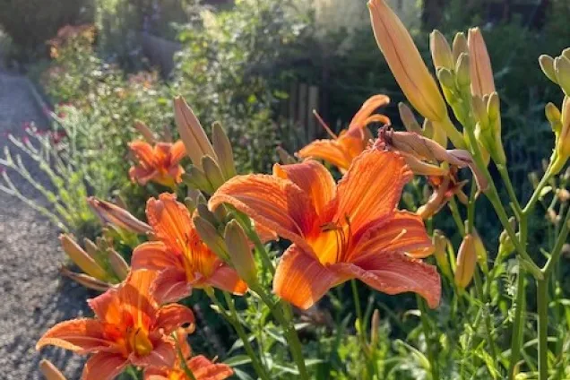 Orange blomma i rabatt. Foto.