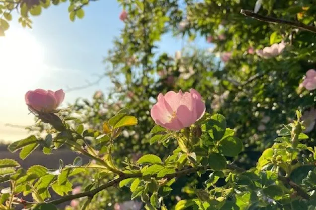 Rosa blomma i solsken. Foto.