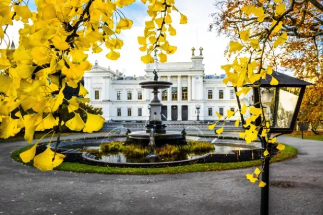 Universitetshuset i Lund, i förgrunden gula ginko-blad. Foto.