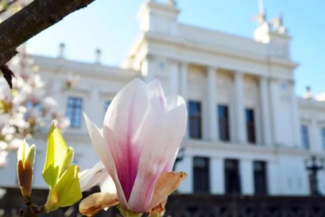 Bild av Universitetshuset i bakgrunden och blommande magnolia i förgrunden. Foto.