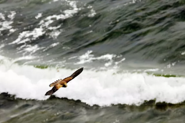 Rovfågel som flyger över hav. Foto.