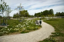 En park med en grusgång som slingrar sig mellan gräs och vita blommor. Foto.