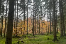 Woods, trees in autumn colours and mosscovered ground