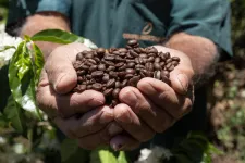 Två händer som håller i kaffebönor, omringad av grönska. Foto.